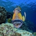 triggerfish_titan_bro_b_ni_v_0606_egy1081.jpg